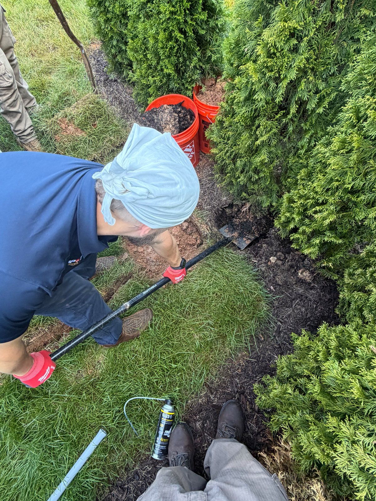 Person trimming evergreen hedge with electric hedge trimmer in garden, overhead view