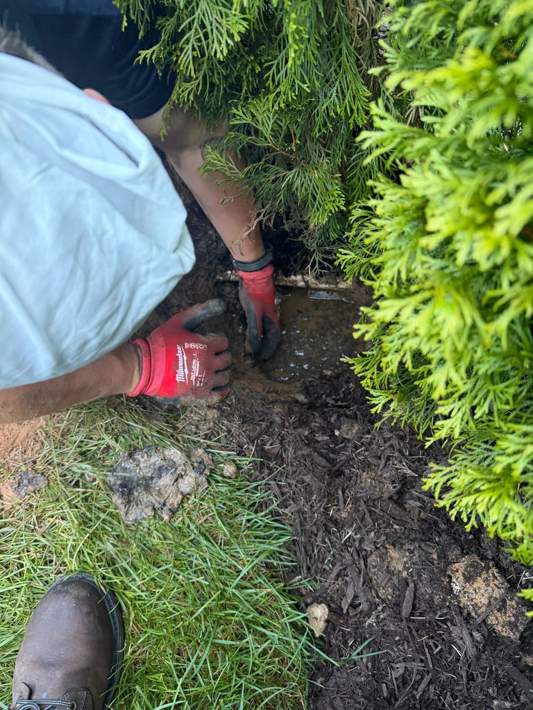 Person in red gloves planting or working with evergreen shrub in mulch bed near ground